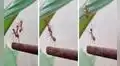 Hormiga ayuda a sus compañeros a subir una hoja, pero estos se van y la dejan abandonada