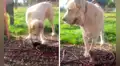 Perro cuida a unos gatitos al darse cuenta de que su madre no estaba para protegerlos