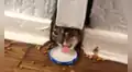 Gata queda atrapada en una pared y joven acude a su rescate