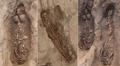 Descubren en Lambayeque cuerpos de 29 personas enterradas hace más de 1.000 años 