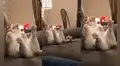 Gatito realiza una curiosa pose para descansar en el sofá de sus dueños 