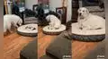 Tierno perro quiere recostarse con su ‘hermano’ gatuno y protagoniza una divertida escena