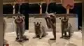 Familia de mapaches concurre al patio trasero de una casa para comer uvas 