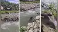 Toribio, el tapir que se ganó el cariño de niños y adultos en el río Kimbiri
