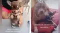 Chihuahueño presenta con orgullo a su ‘hermano’ protector, un perro de gran tamaño
