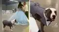 Perrito acompaña en fiesta de quinceaños de su dueña y se convierte en su ‘chambelán’