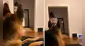 Joven se coloca una máscara de gato para bromear a su perro, pero este intenta morderlo
