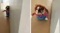 Perro bulldog es disfrazado como el muñeco Chucky para lucirlo en Halloween