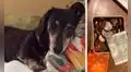Hombre encuentra monedas escondidas por su perro y decide donar el dinero a un refugio
