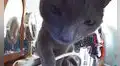 Curioso gatito investiga la nueva cámara que su dueña dejó en una de las habitaciones 