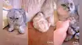Joven muestra la gran amistad que tiene su gatito con el tierno hámster que adoptó