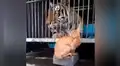 Gatito se coloca frente a enorme tigre y demuestra su valentía al enfrentarlo