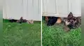 Perros hacen un hueco en la tierra para vigilar al nuevo vecino de su dueño