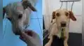 Perrito golpeado en la calle pide refugio en la puerta de una casa y mujer le salva la vida