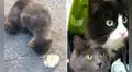 Regalan comida a gatita callejera y esta les ‘presenta’ a su hermanita para que las adopten