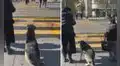 Perro callejero sorprende al respetar la luz del semáforo para cruzar la pista