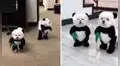 Dos perritos son disfrazados de tiernos osos panda y se vuelven tendencia