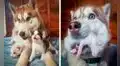 Perrita adopta a gatitos tras encontrarlos dentro de una caja abandonada en el bosque 