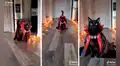 Gato se roba las miradas por su distinguido traje y elegante caminar en Halloween
