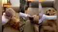 Bebé demuestra su cariño por perrito dándole besos mientras este toma una siesta