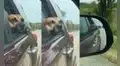 Perrito se divierte en un viaje y disfruta que la brisa del aire recorra sus mejillas