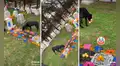 Perro ‘aprovecha’ ofrenda que dejaron por el Día de los Muertos en una tumba y se la come