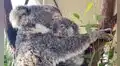 Mamá koala ‘abraza’ a su bebé para protegerlo luego de que fueran rescatados de un incendio