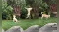 Perrita realiza un salto mortal para sacar una flor de un arbusto