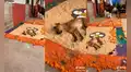 Travieso perrito se queda dormido sobre una ofrenda del Día de los Muertos