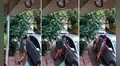 Mujer se da un gran susto al ser sorprendida por insecto mientras barría la vereda