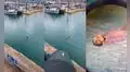Nota una figura peculiar en el mar y descubre a una nutria que descansa mientras flota