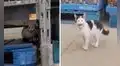 Encuentra un gatito abandonado dentro de un supermercado y lo lleva a su casa para cuidarlo