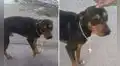 Trabajadores de empresa regalan rosario a perro callejero que los visita todos los días