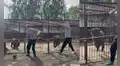 Oso en Rusia sorprende con su peculiar paso de baile a más de 79 millones de usuarios