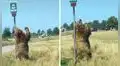 Oso bailando en realidad intenta calmar su picazón en un poste de la avenida