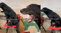 Perro ingresa en una clase presencial y sorprende al sentarse como un estudiante más