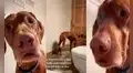 Perrito se muestra confundido con su dueña porque no le dejó ingresar a la bañera 