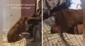 Perrita se emociona cuando el novio de su dueña la visita y corre para ‘abrazarlo’