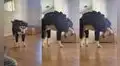 Perrito de raza husky siberiano demuestra toda su molestia por el traje que lleva puesto