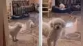 Perro se niega a convertirse en el ‘mejor amigo’ del cachorro que adoptó su dueña