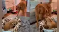 Perro tiene tierno comportamiento al conocer a la nueva mascota de su dueño
