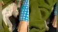 Perro evita que lo despierten y se vuelve a tapar con su manta cuando su amo se la quita