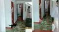 Tierno gatito acompaña a su dueño por todos los lados de la casa 