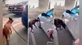 Perro policía jubilado cree que sigue en servicio y va en búsqueda de explosivos