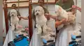 Perro recibe corte de pelo y se relaja tanto que casi cae al suelo por quedarse dormido