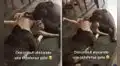 Gatita es ‘atacada a besos’ por dos pitbulls y su dueña graba la escena viral