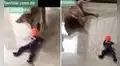 Perrito cae ante los ‘disparos’ del juguete de su dueño y escena divierte a usuarios