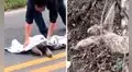 Hombre rescata a oso perezoso de una carretera y este le agradece con un tierno gesto 