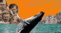 Vómito de ballena: ¿por qué esta sustancia vale más que el propio oro?