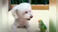 Conoce la historia de Bella y Mango, la perrita y el loro que son ‘mejores amigos’